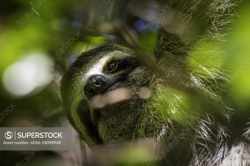 A three-toed sloth hides among the canopy leafs