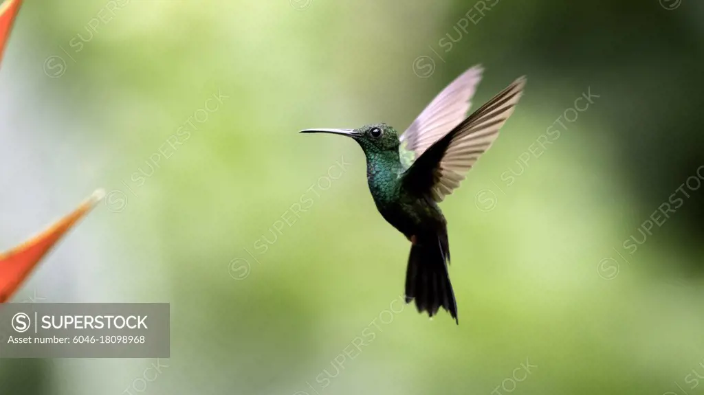 A plumeleteer hummingbird hovers by the flowers it is feeding on