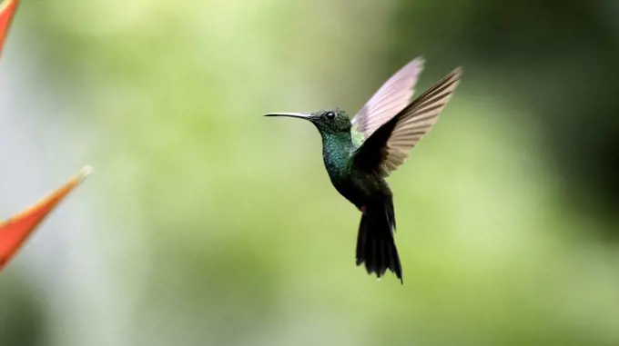 A plumeleteer hummingbird hovers by the flowers it is feeding on