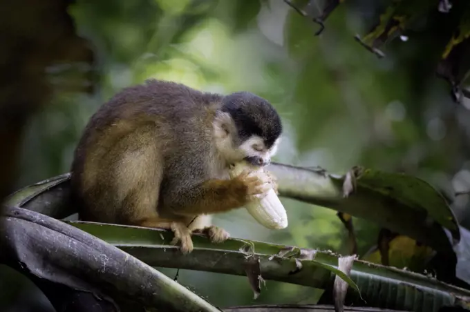 a little squirrel monkeys tries to eat a big banana