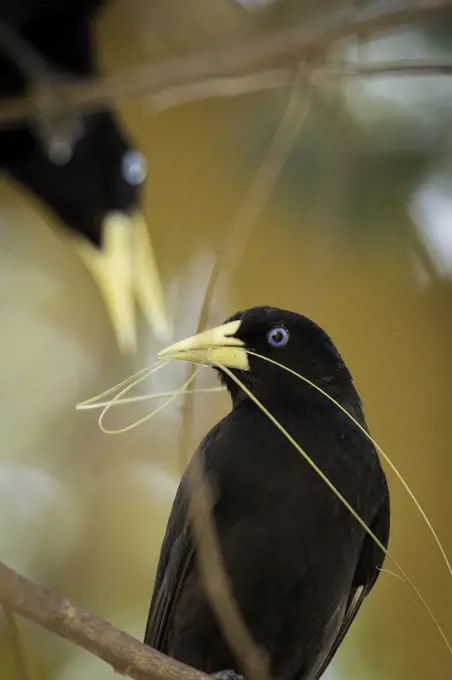 Yellow rumped Caciques, buid a nest