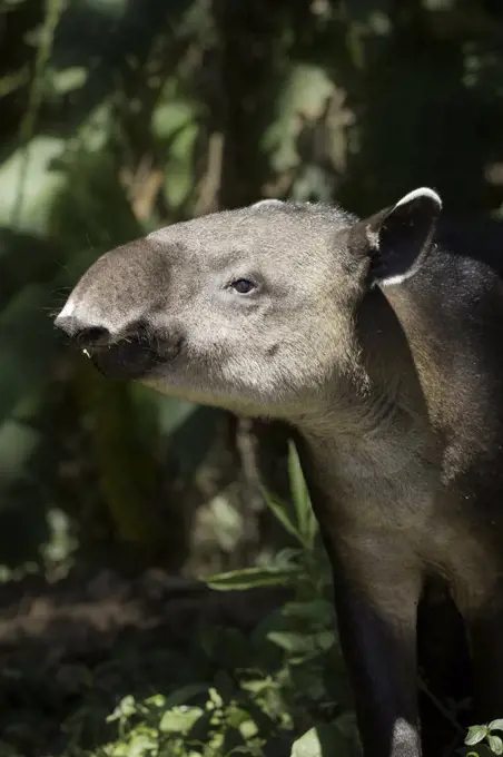 A gentle giant tapir eats mangos in the jungle edge