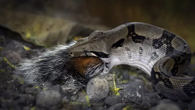 A medium size boa-constrictor snake swallows the tail as the last bit of a squirrel meal.