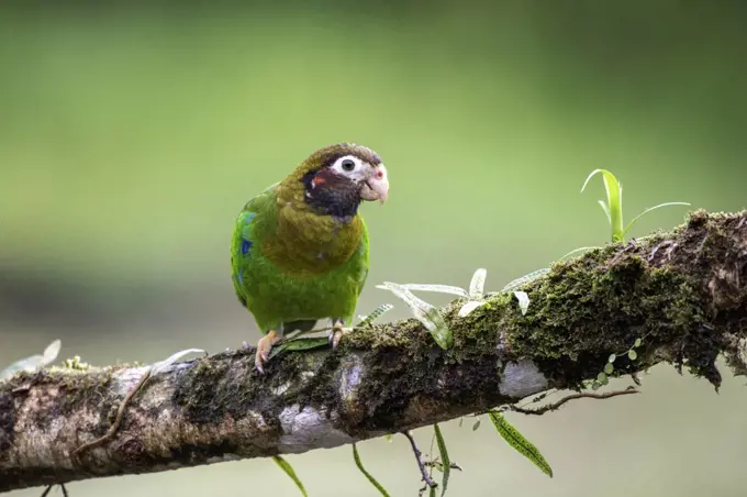 A brown-hooded parrot takes a look back to me