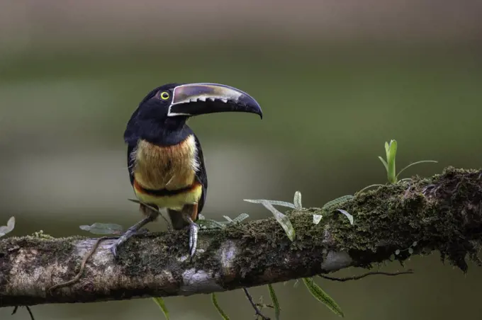 A collared aracari toucan displays its large bill