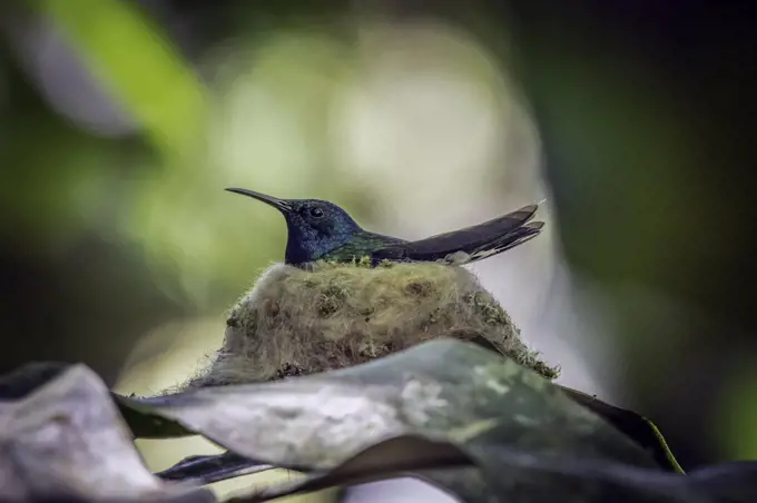 All female hummingbirds build perfect nests for their two eggs