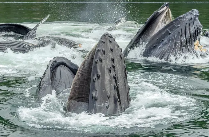 Bubble-Net-Feeding Humpback Whales, Lizard Head, Admiralty Island, Alaska