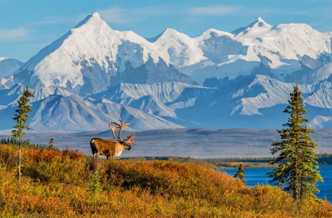 A caribou looks out over Wonder Lake and the Alaska Range in Denali National Park, Alaska.