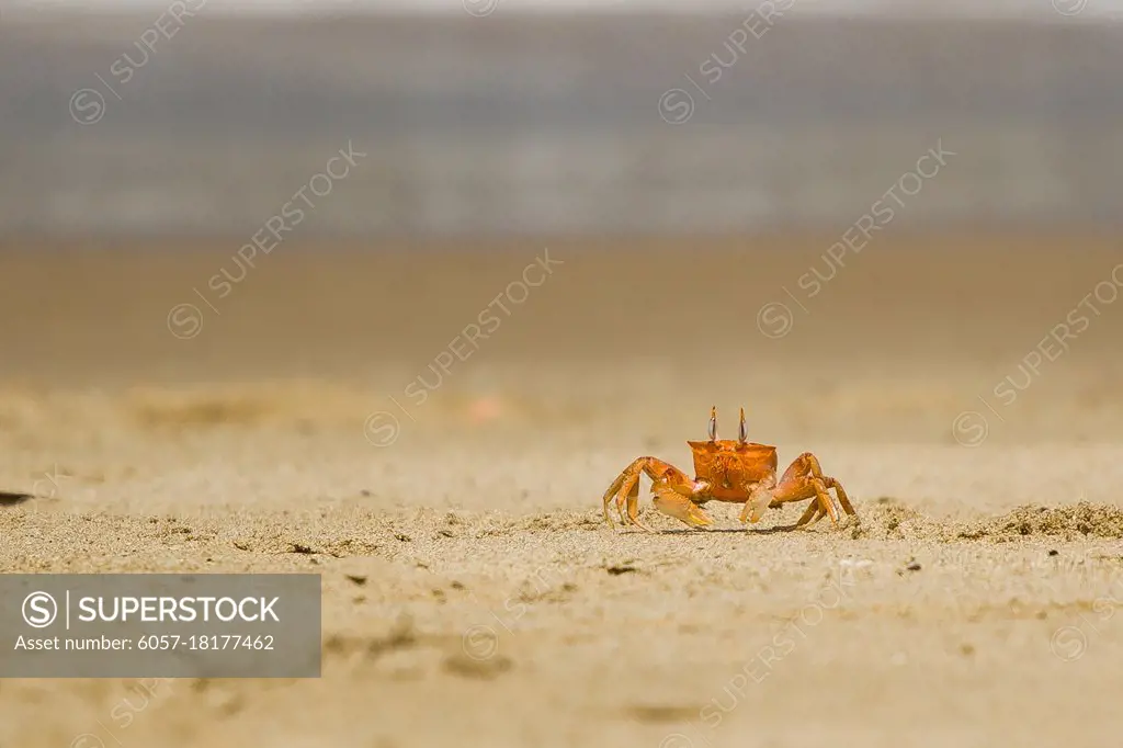 Crab on the beach