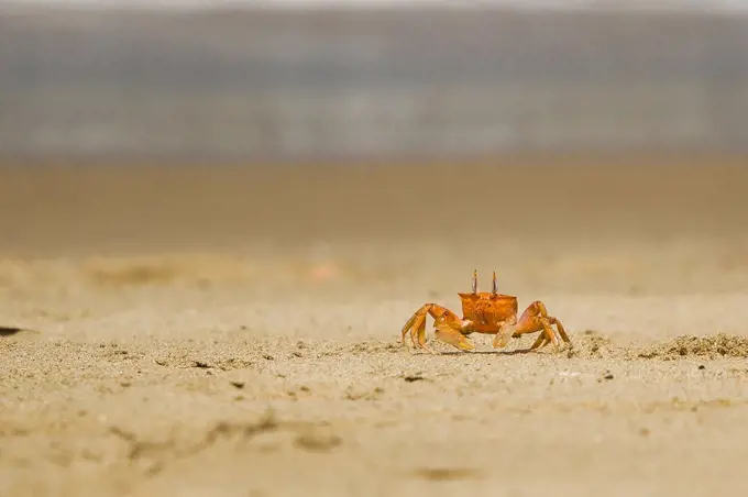 Crab on the beach