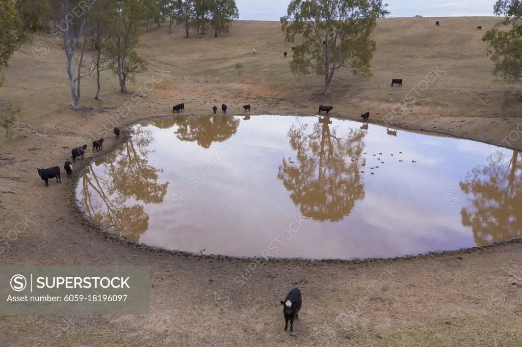 Cows drinking from an irrigation dam on a farm in regional Australia