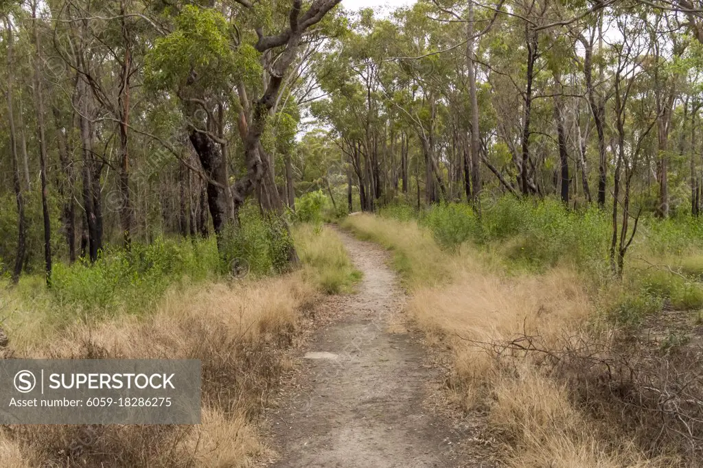 Aerial view of a dirt track in forest and bushland in The Blue Mountains in New South Wales in regional Australia