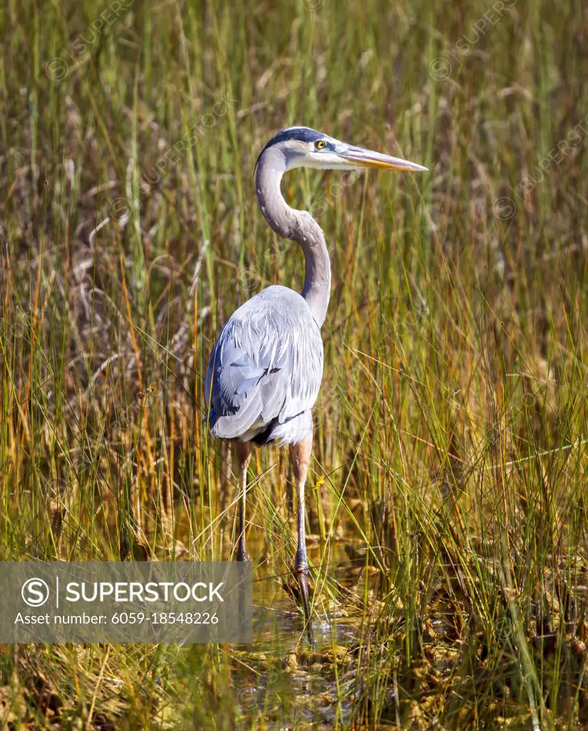 Photograph of a Great Blue Heron bird hunting for food in the Everglades