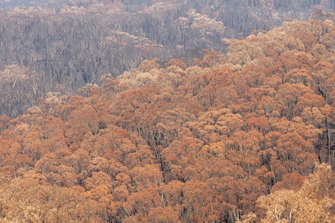 Severely burnt Eucalyptus trees after a bushfire in The Blue Mountains