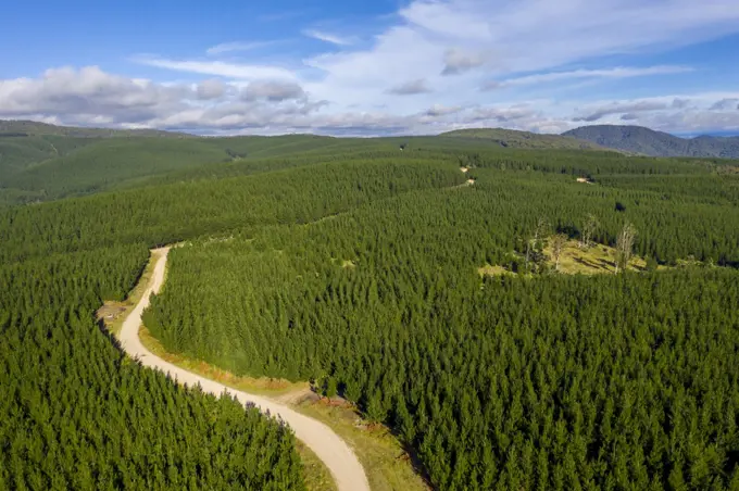 Aerial view of a dirt road running through an industrial cultivated pine tree farm in a large valley in the Central Tablelands in regional New South Wales in Australia