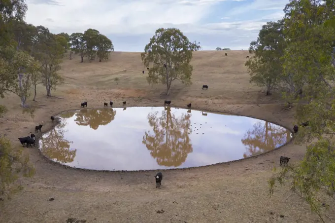 Cows drinking from an irrigation dam on a farm in regional Australia