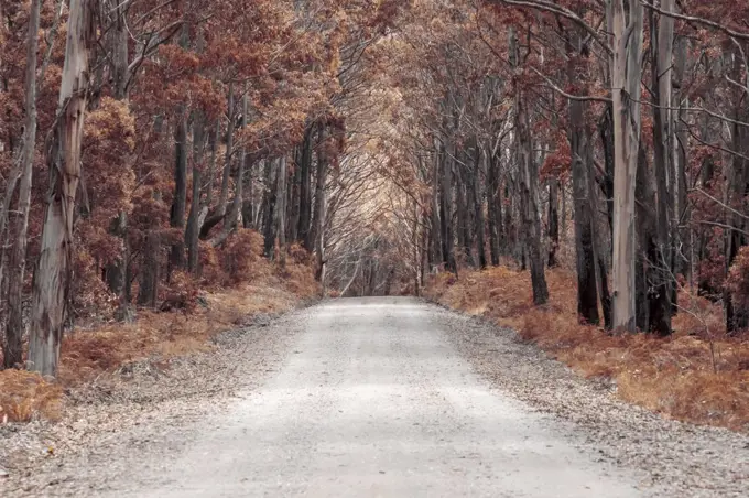 A long dirt road in a forest of overhanging trees recovering from bushfire in Kanangra-Boyd National Park in the Central Tablelands in regional New South Wales Australia