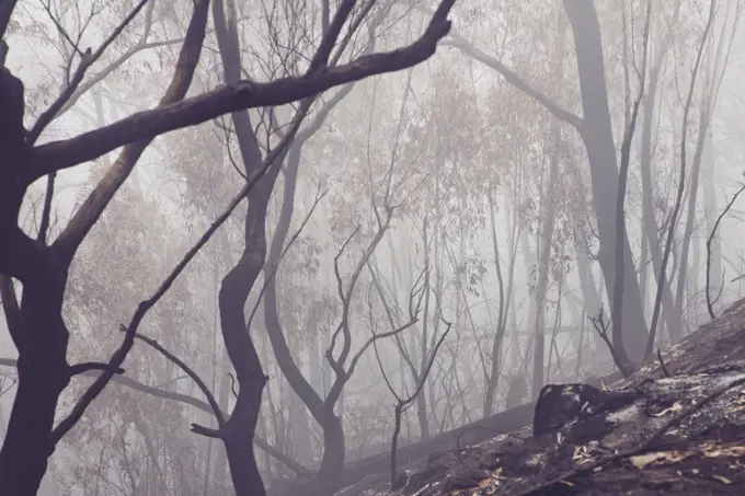 Bushfire burnt gum trees in The Blue Mountains in Australia