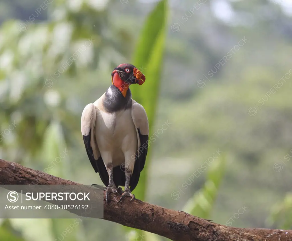 The king of the vultures in the rainforests of Costa Rica, Sarcoramphus papa.