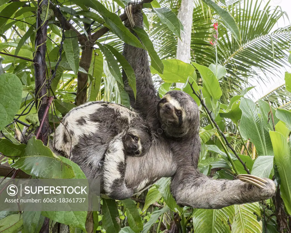 Mother and baby brown-throated sloths, Bradypus variegatus, San Francisco, Amazon Basin, Loreto, Peru.