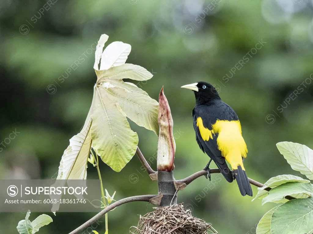 Adult yellow-rumped cacique, Cacicus cela, at nest site on Belluda Caño, Amazon Basin, Loreto, Peru. 