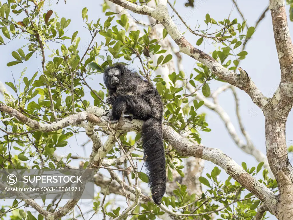 An adult monk saki monkey, Pithecia monachus, near the Oxbow lake Atun Poza, Iquitos, Peru.