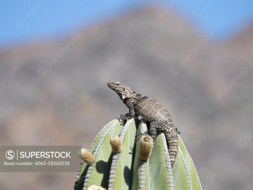 San Esteban spiny-tailed iguana, Ctenosaura conspicuosa, climbing cactus, Isla San Esteban, Baja California, Mexico.