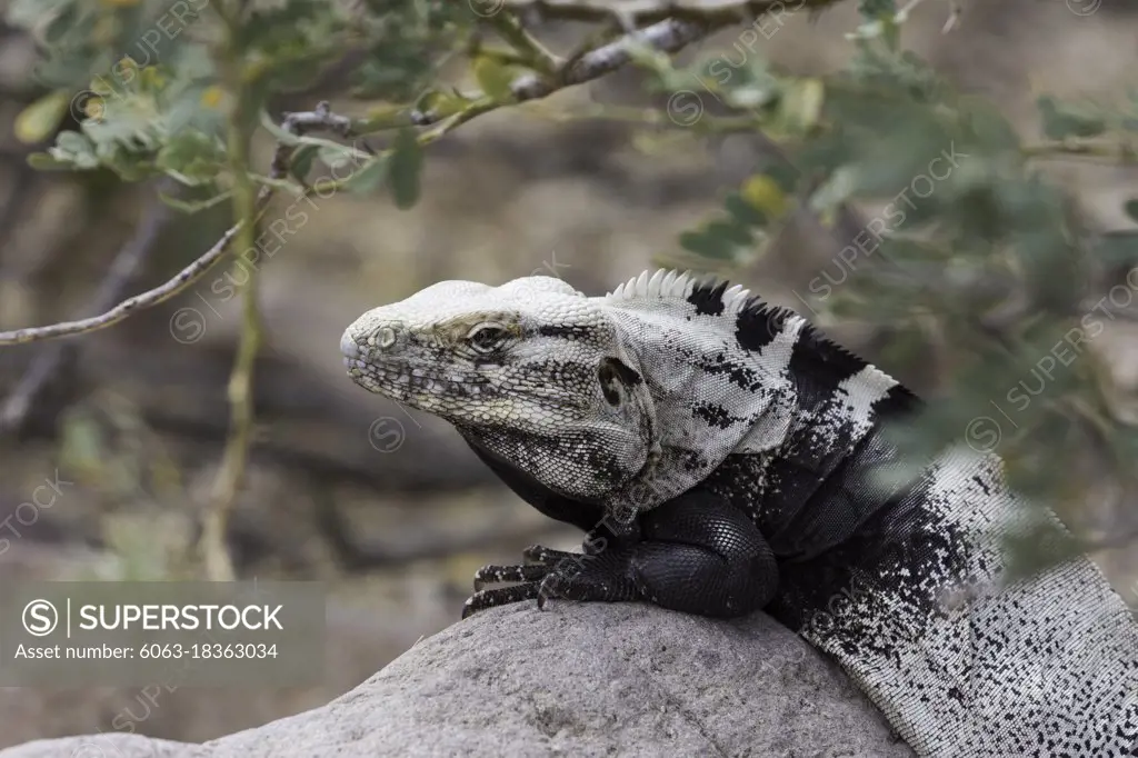 Adult San Esteban spiny-tailed iguana, Ctenosaura conspicuosa, basking on rock, Baja California, Mexico.