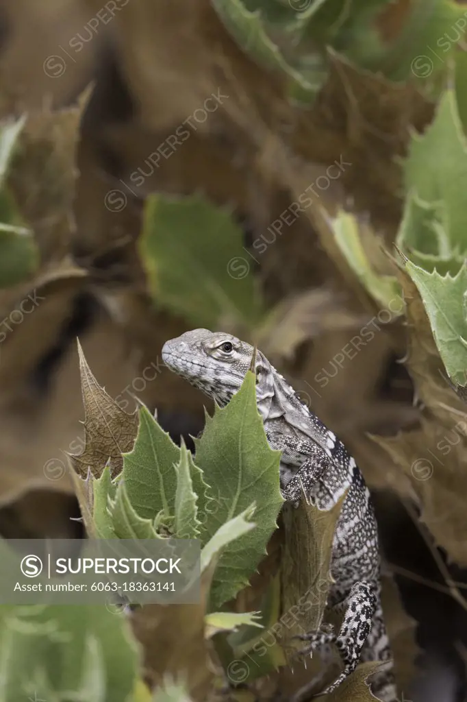 Juvenile San Esteban spiny-tailed iguana, Ctenosaura conspicuosa, Isla San Esteban, Baja California, Mexico.