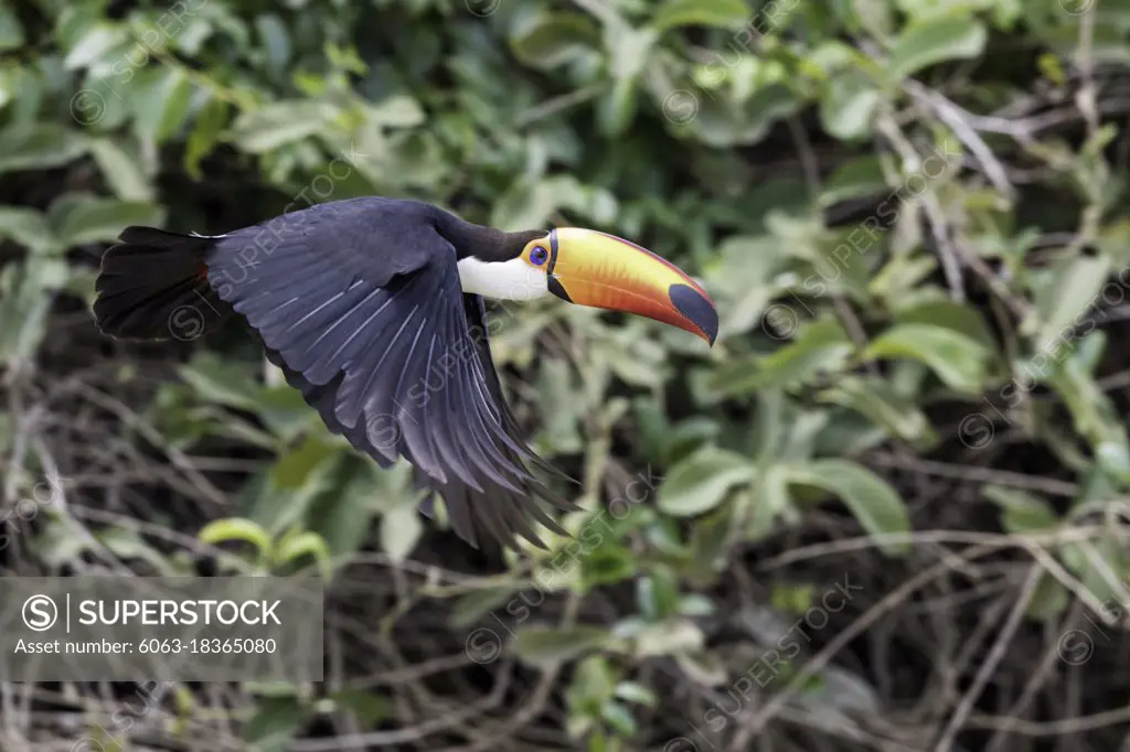 An adult toco toucan, Ramphastos toco, in flight near Porto Jofre, Mato Grosso, Brazil.