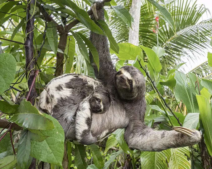 Mother and baby brown-throated sloths, Bradypus variegatus, San Francisco, Amazon Basin, Loreto, Peru.