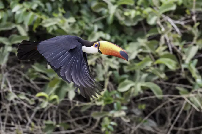 An adult toco toucan, Ramphastos toco, in flight near Porto Jofre, Mato Grosso, Brazil.