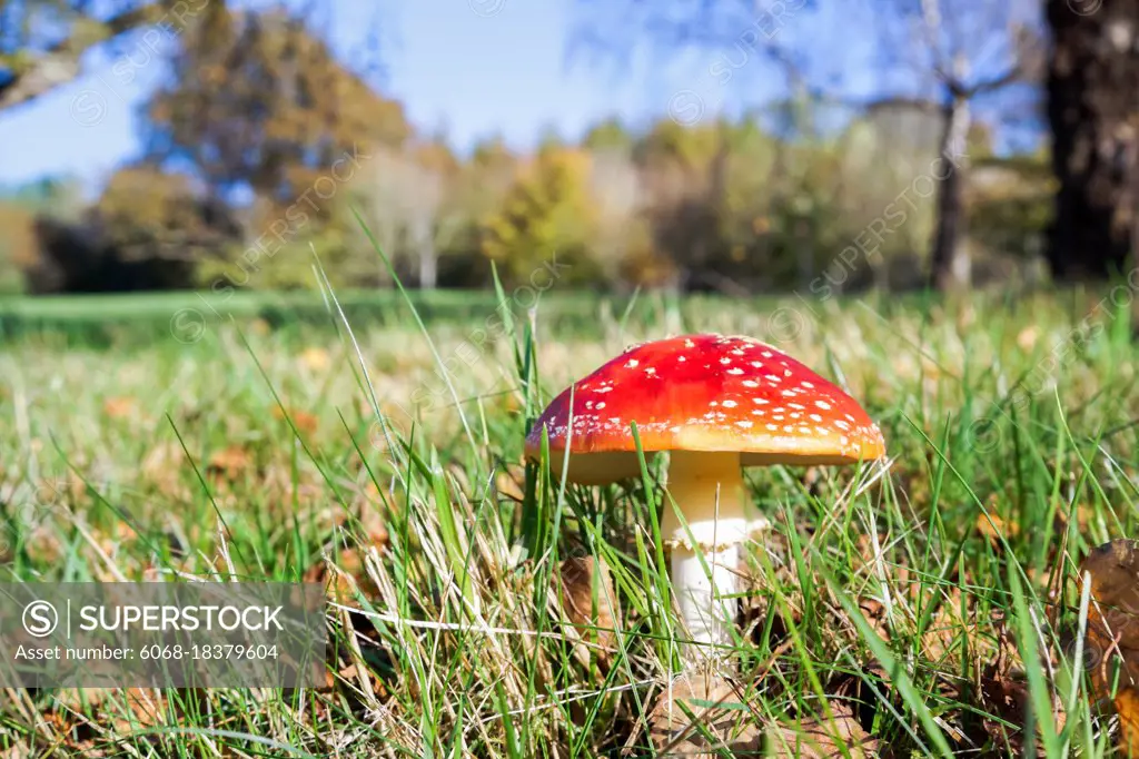 Fly Agaric Toadstool (Amanita muscaria)