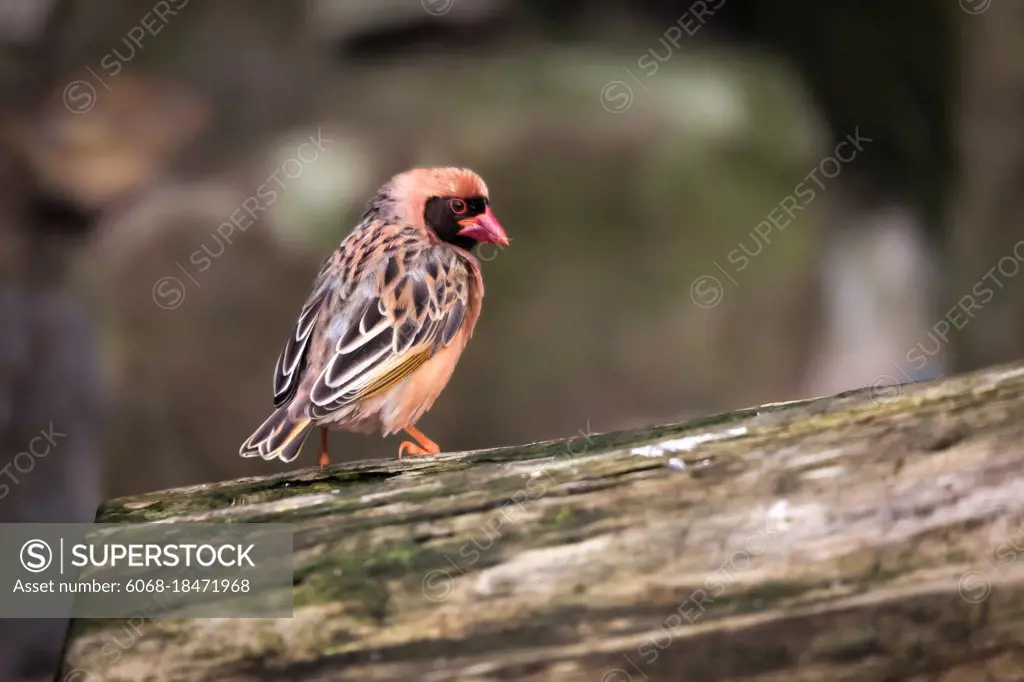 Red-billed Quelea (Quelea quelea)