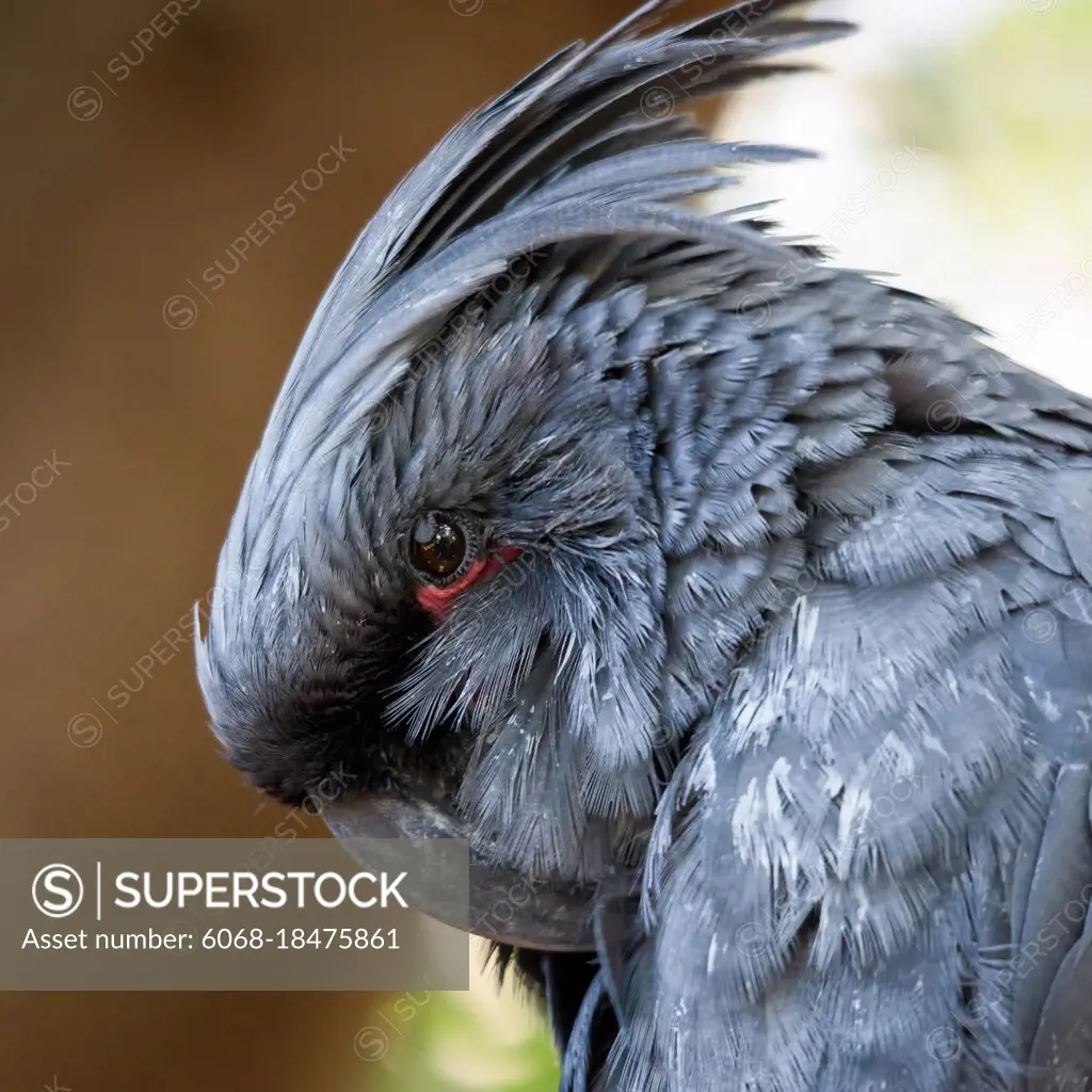 Grey Cockatoo (Cacatuidae)