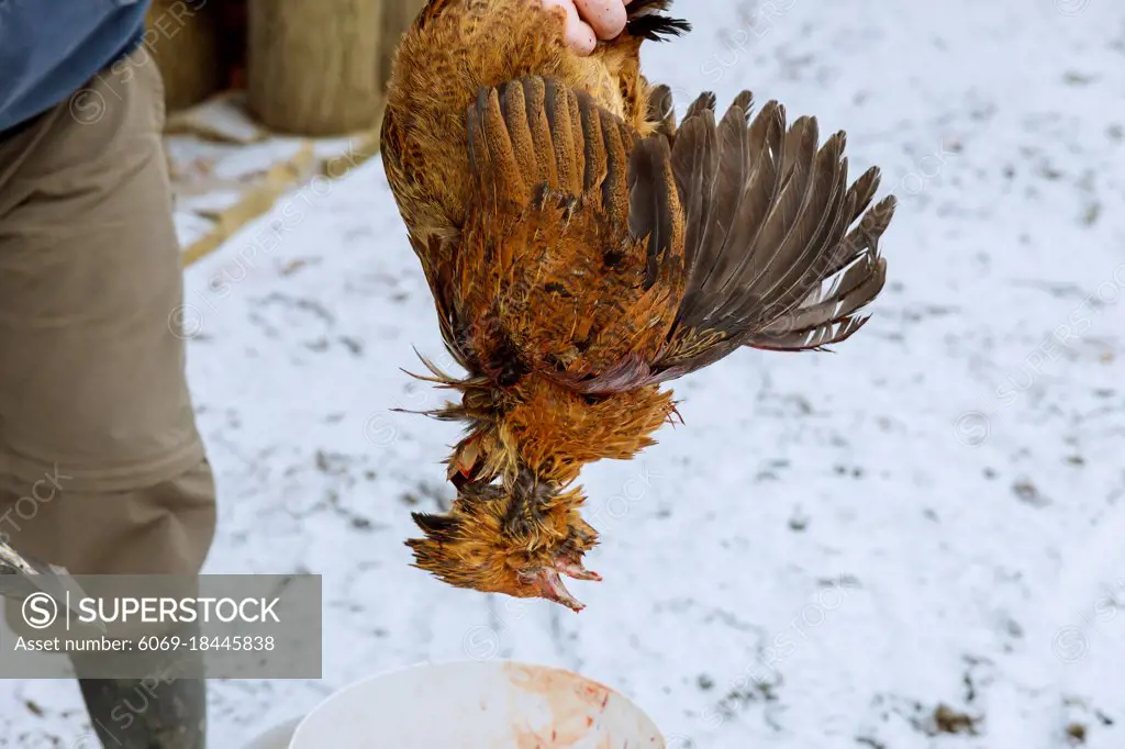 Traditional process cut chicken heads in axe - SuperStock