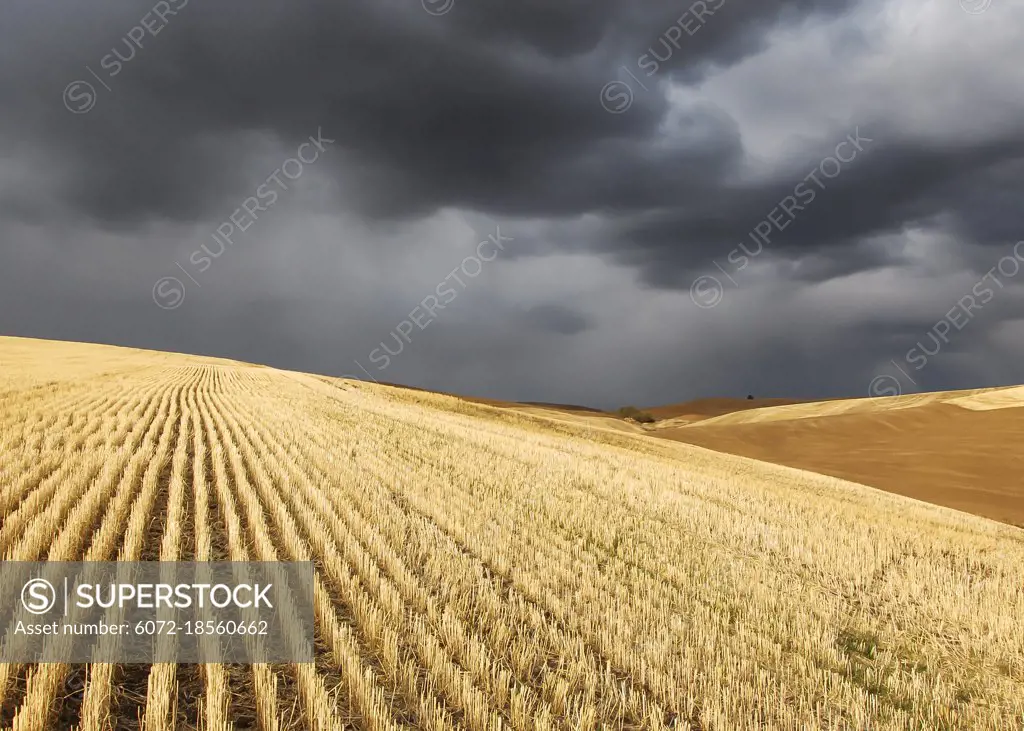 A storm near Pullman, Washington over harvested wheat fields of golden stubble