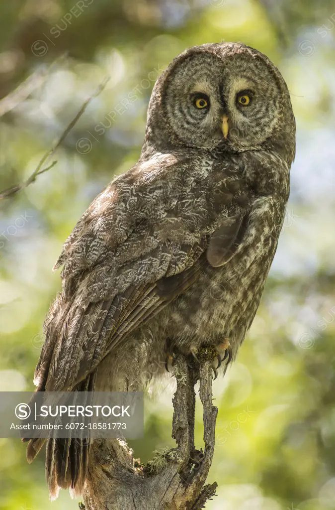 Portrait of adult great gray owl (Strix nebulosa) in madrone tree in southern Oregon