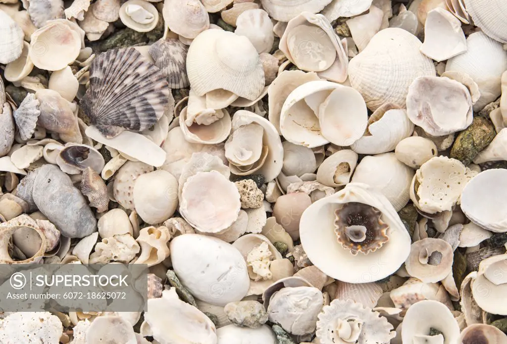 A collection of seashells washed up on a beach in Baja