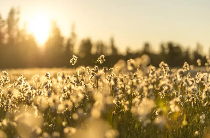 Cottongrass in a meadow in Glacier Bay National Park at sunset