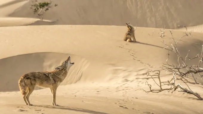 A pair of coyotes howl near sunset on Magdalena Island, Baja California Sur