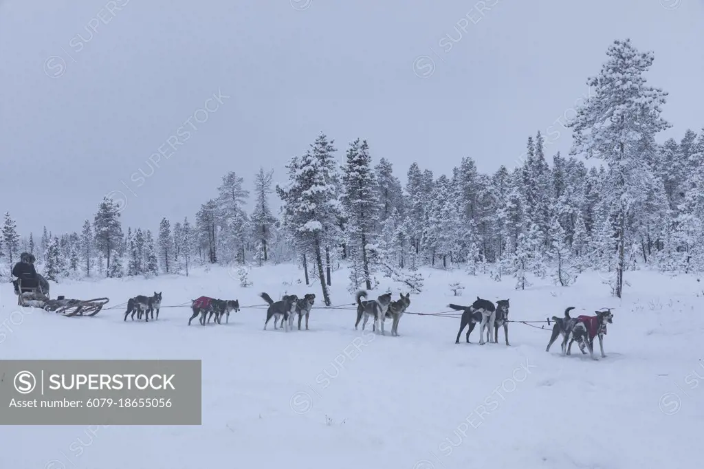 Musher and sled dogs. Winter scene in Swedish Lapland