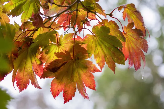 Colorful leaves and trees during Autumn season