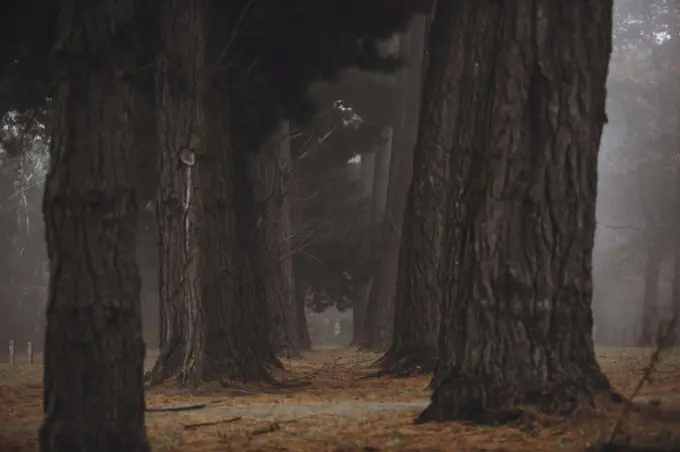 Foggy rows of tree in Autumn