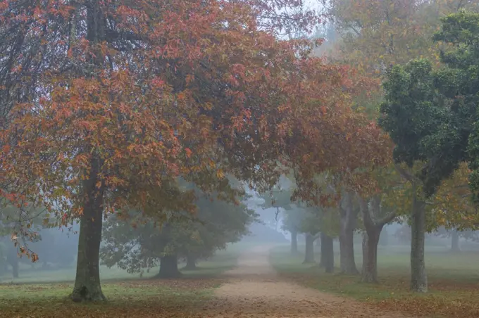 Colorful leaves, road and trees during Autumn season