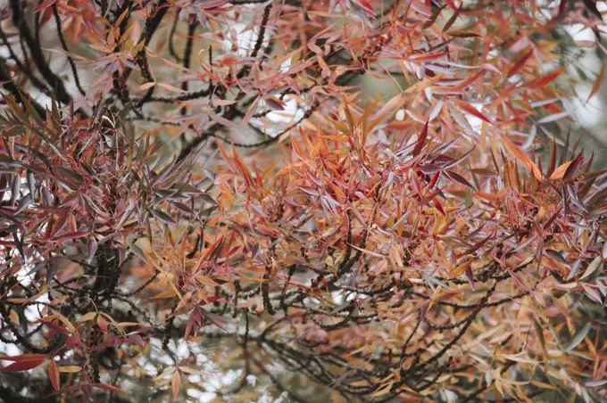 Colorful leaves and trees during Autumn season