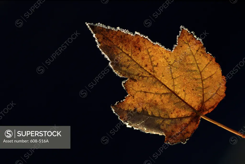 Maple Leaf