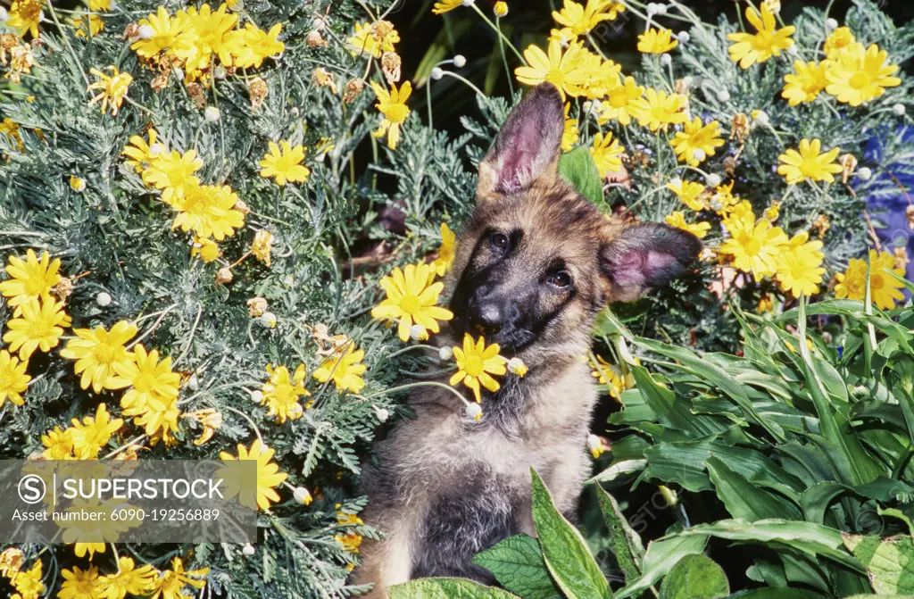 German shepherd puppy in yellow flowers