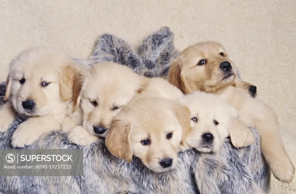 Golden Retriever puppies in blanket