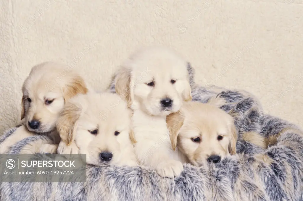 Golden Retriever puppies in blanket